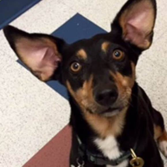 Meet your Posher, Heidi - Picture 1 of 1